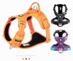 Harness & Leash 