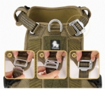 Harness & Leash 