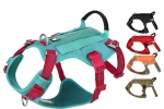 Harness & Leash 