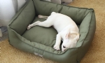 Pet bed